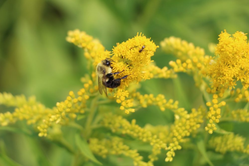 Bourdon sur une verge d'or
